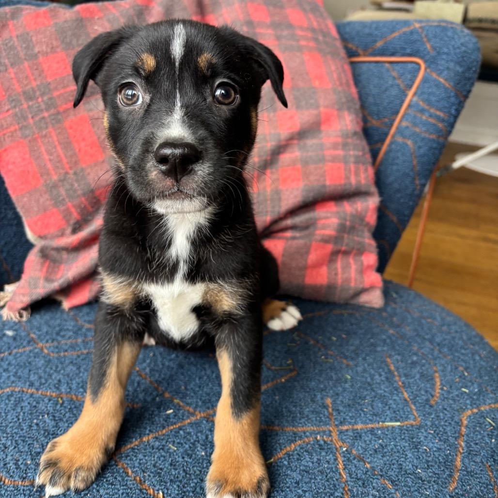 Enlarge NY April (Foster in Carmel), a Adoptable mixed breed in Carmel, NY image 1/4