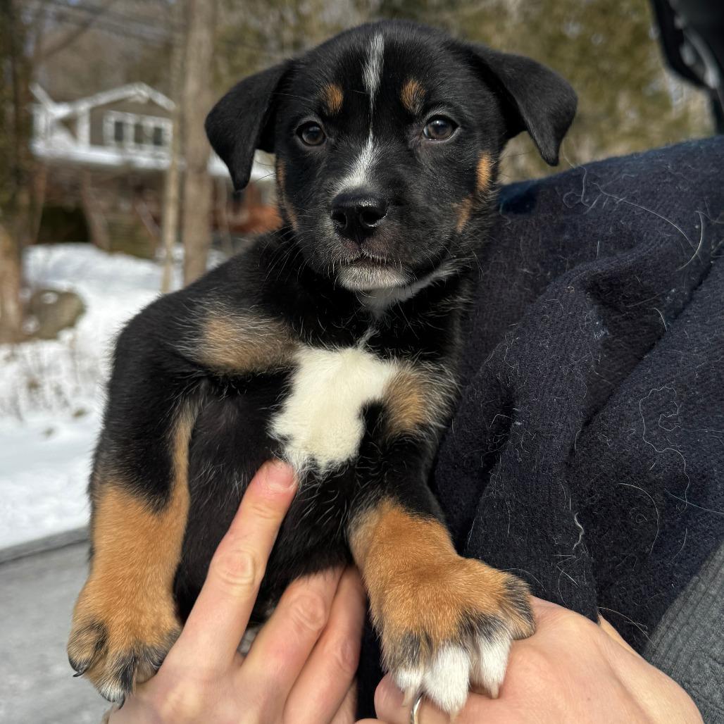 Enlarge NY April (Foster in Carmel), a Adoptable mixed breed in Carmel, NY image 2/4