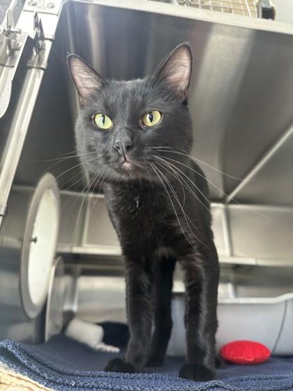 Enlarge Ike, a Adopted Domestic Short Hair in Manitowoc, WI image 1/1