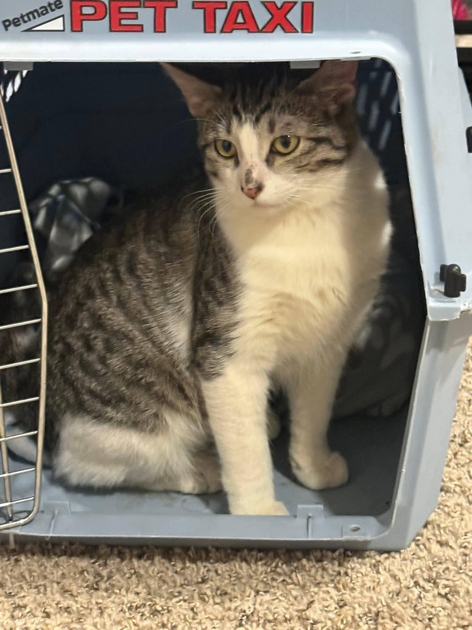 Derpy, an adopted Domestic Short Hair in Sioux City, IA image 1/6