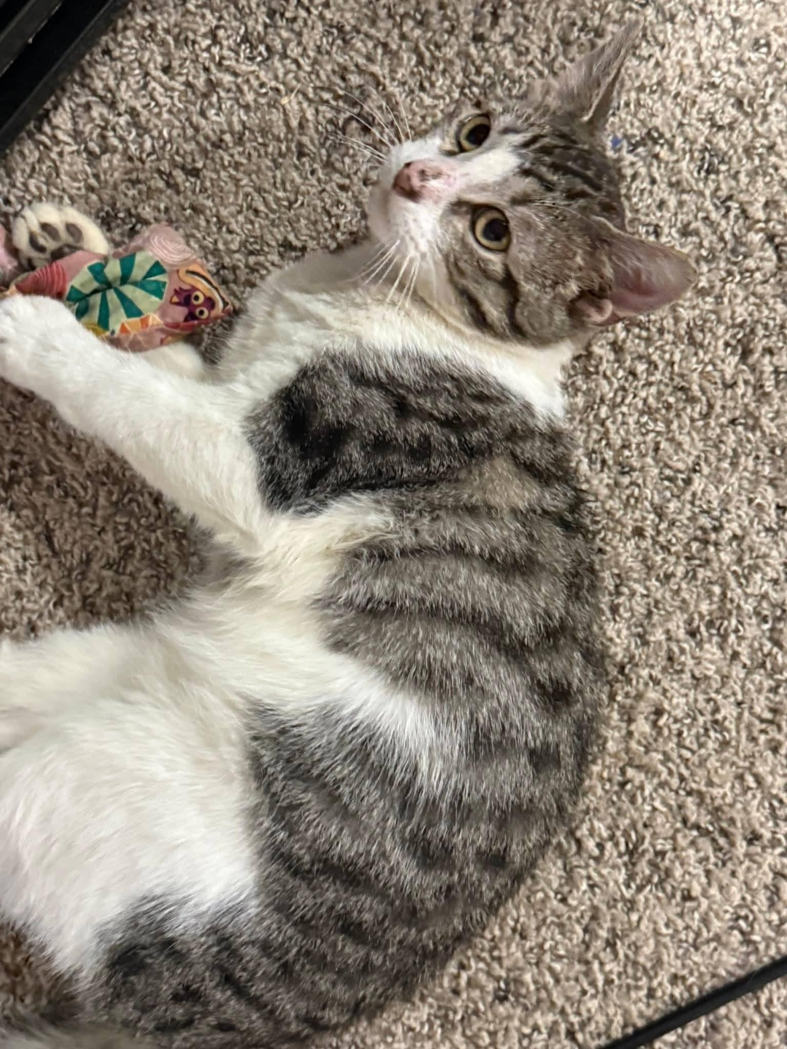 Derpy, an adopted Domestic Short Hair in Sioux City, IA image 3/6