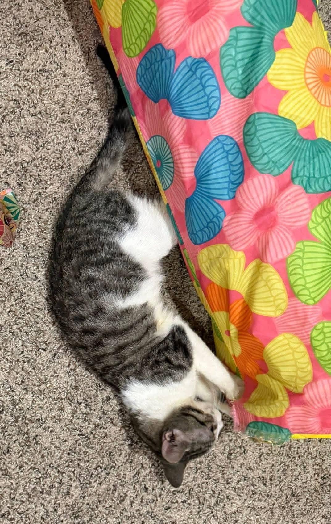 Derpy, an adopted Domestic Short Hair in Sioux City, IA image 4/6