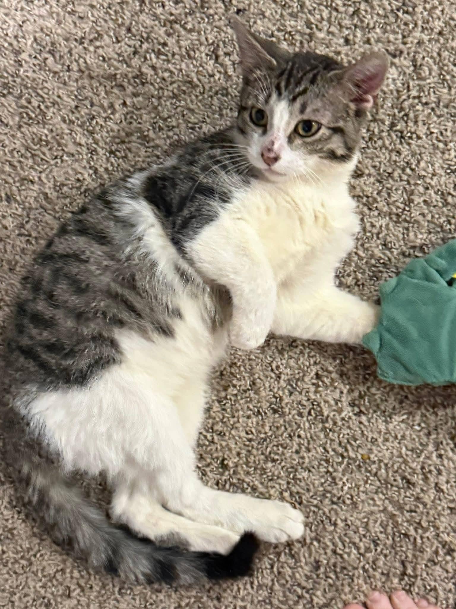 Derpy, an adopted Domestic Short Hair in Sioux City, IA image 6/6
