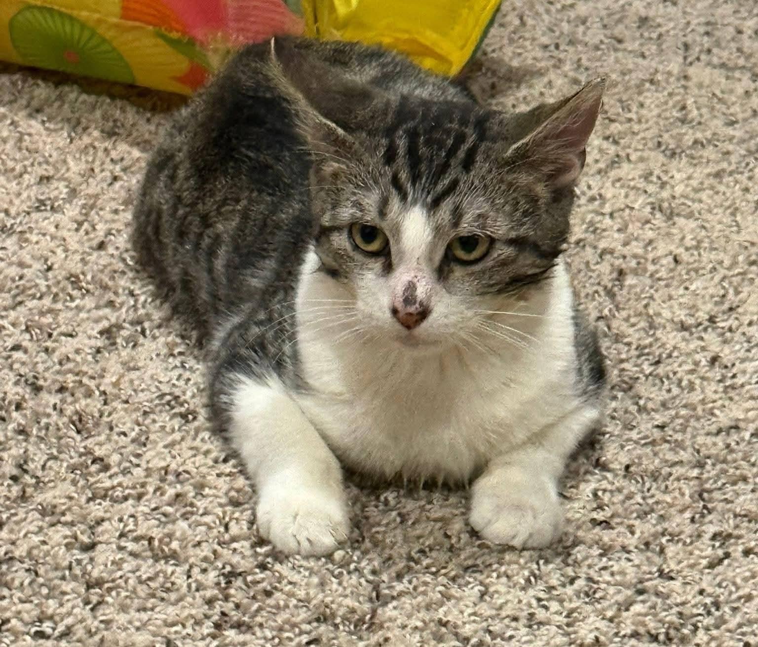 Derpy, an adopted Domestic Short Hair in Sioux City, IA image 5/6
