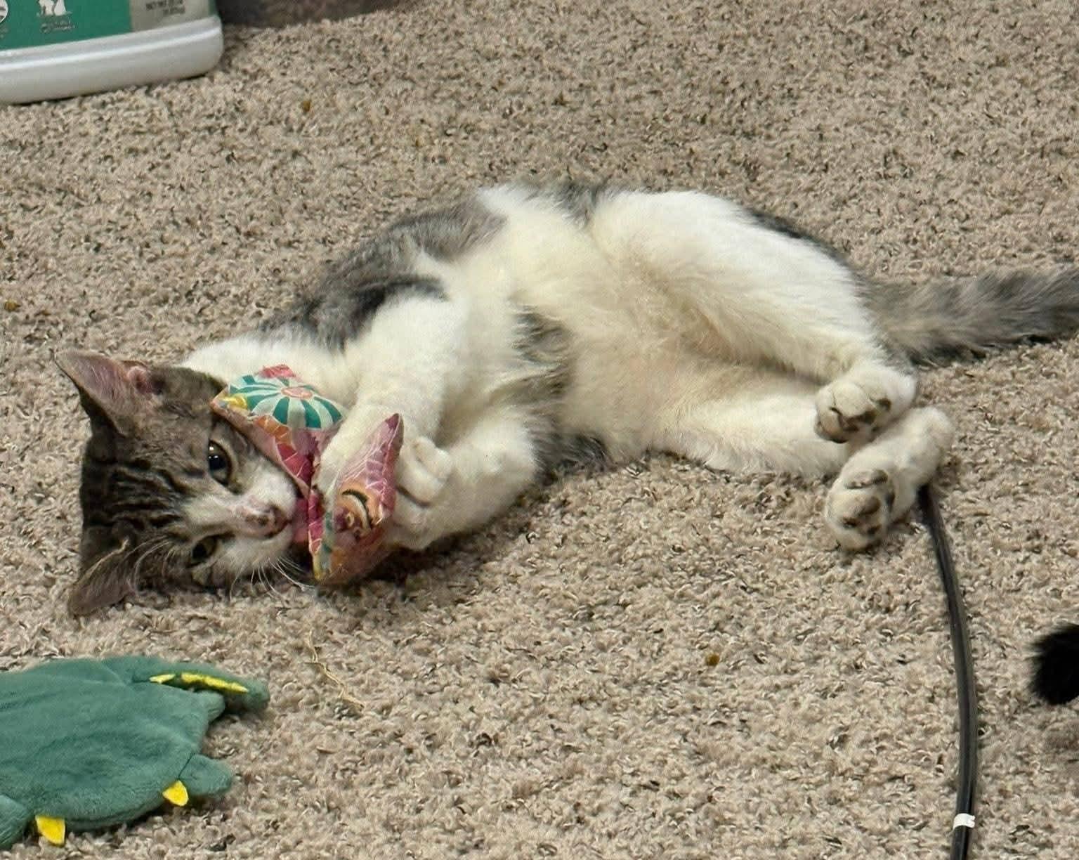 Derpy, an adopted Domestic Short Hair in Sioux City, IA image 2/6