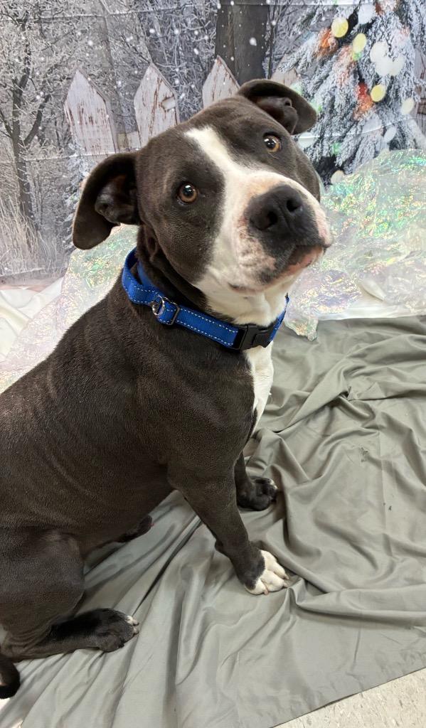 Tony, a Adoptable Pit Bull Terrier in Bryant, AR image 1/3
