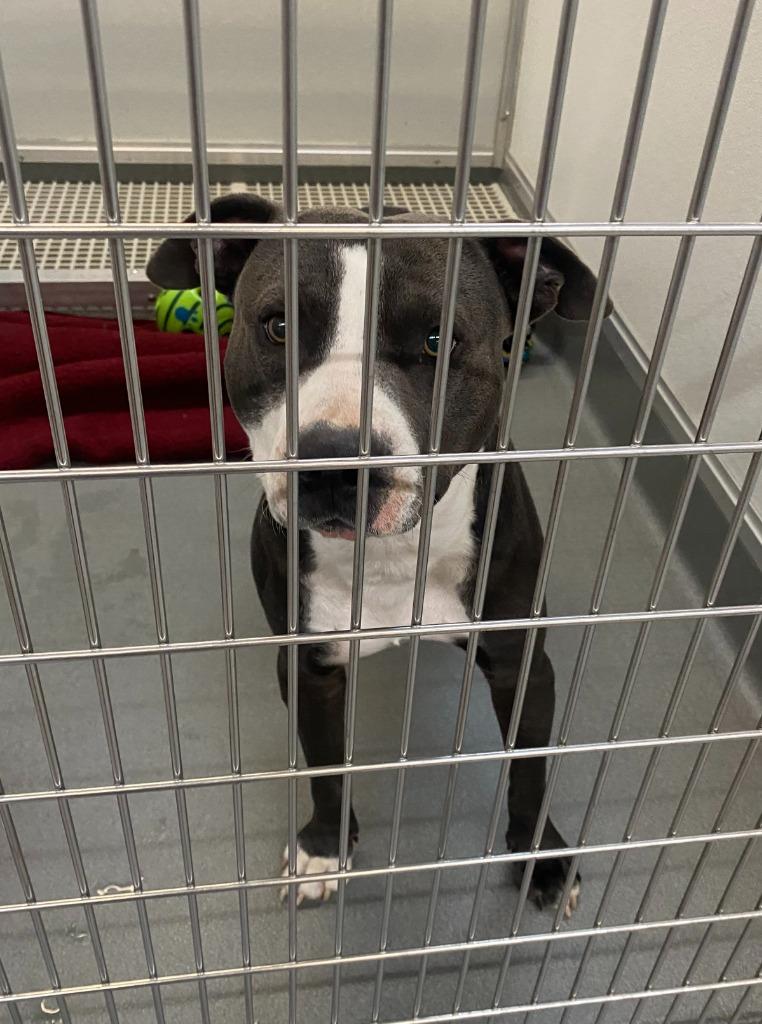 Enlarge Tony, a Adoptable Pit Bull Terrier in Bryant, AR image 1/1