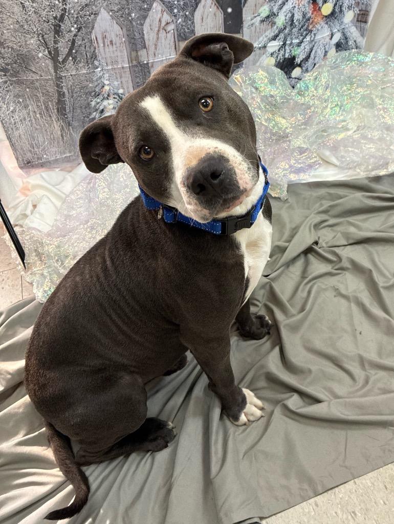 Tony, a Adoptable Pit Bull Terrier in Bryant, AR image 2/3