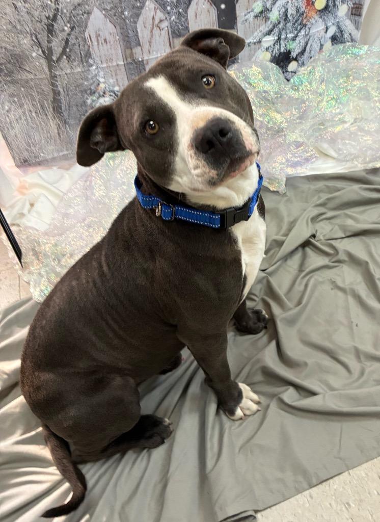 Tony, a Adoptable Pit Bull Terrier in Bryant, AR image 3/3