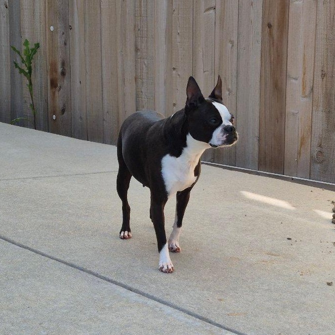 Daisy in CO, a ADOPTABLE Boston Terrier in Littleton, CO image 4/6