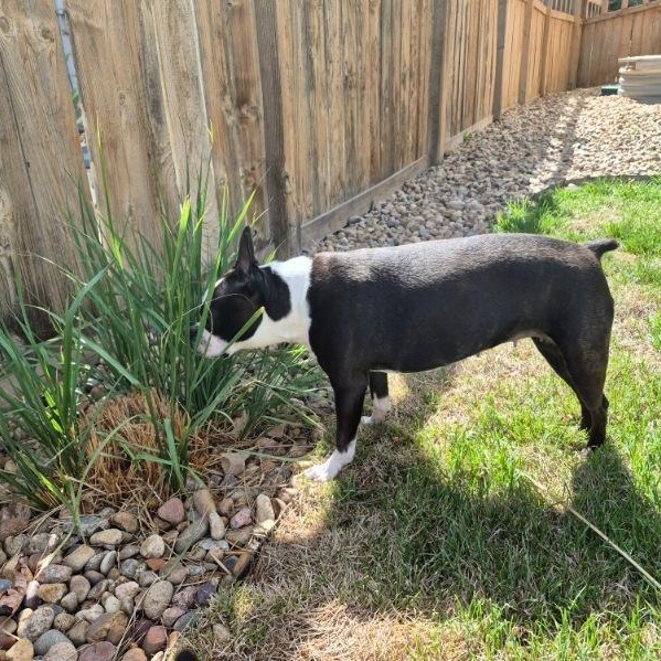 Daisy in CO, a ADOPTABLE Boston Terrier in Littleton, CO image 3/6