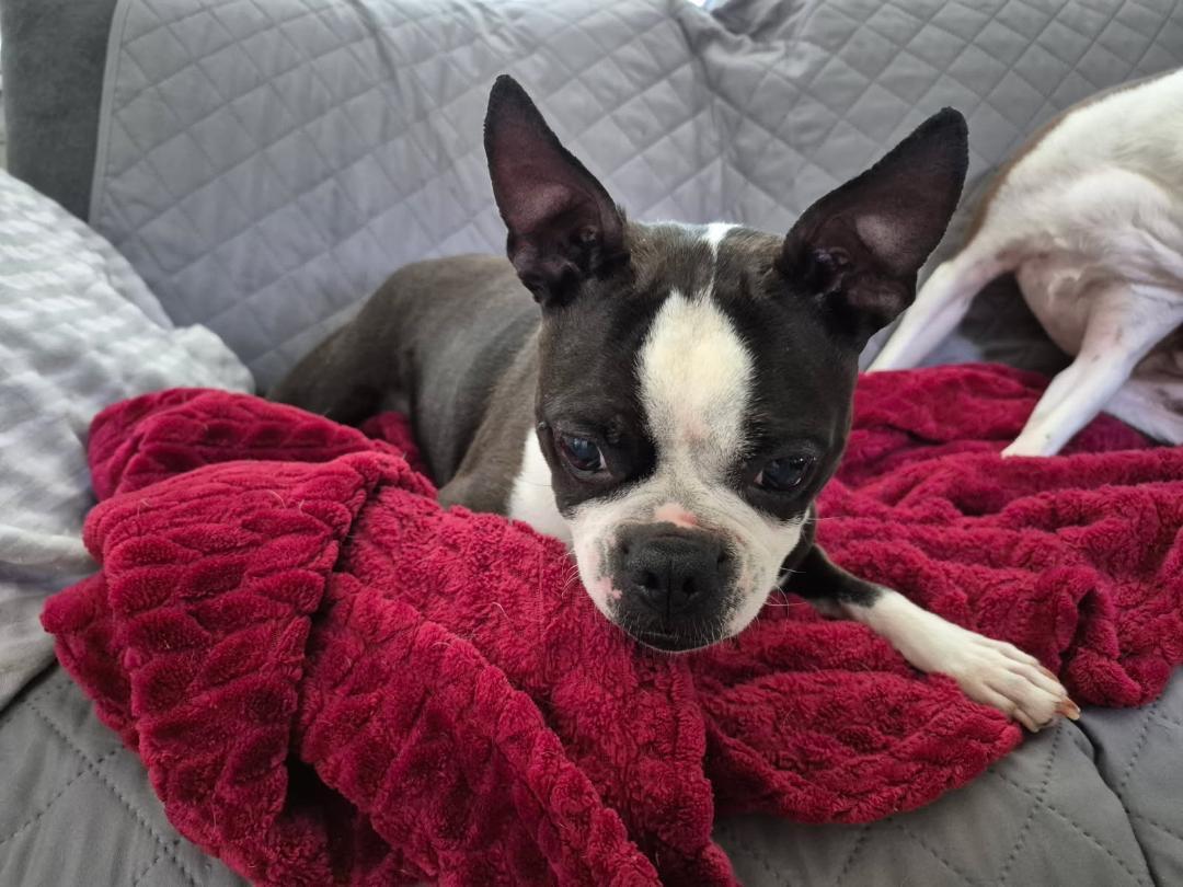 Daisy in CO, a ADOPTABLE Boston Terrier in Littleton, CO image 6/6