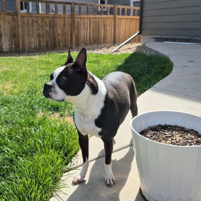 Daisy in CO, a ADOPTABLE Boston Terrier in Littleton, CO image 5/6