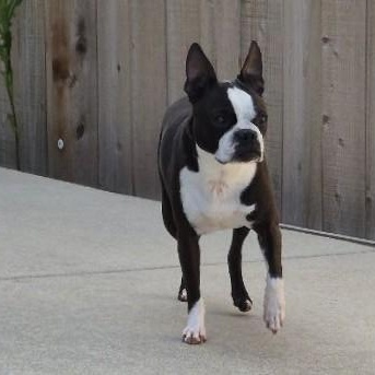 Daisy in CO, a ADOPTABLE Boston Terrier in Littleton, CO image 1/6