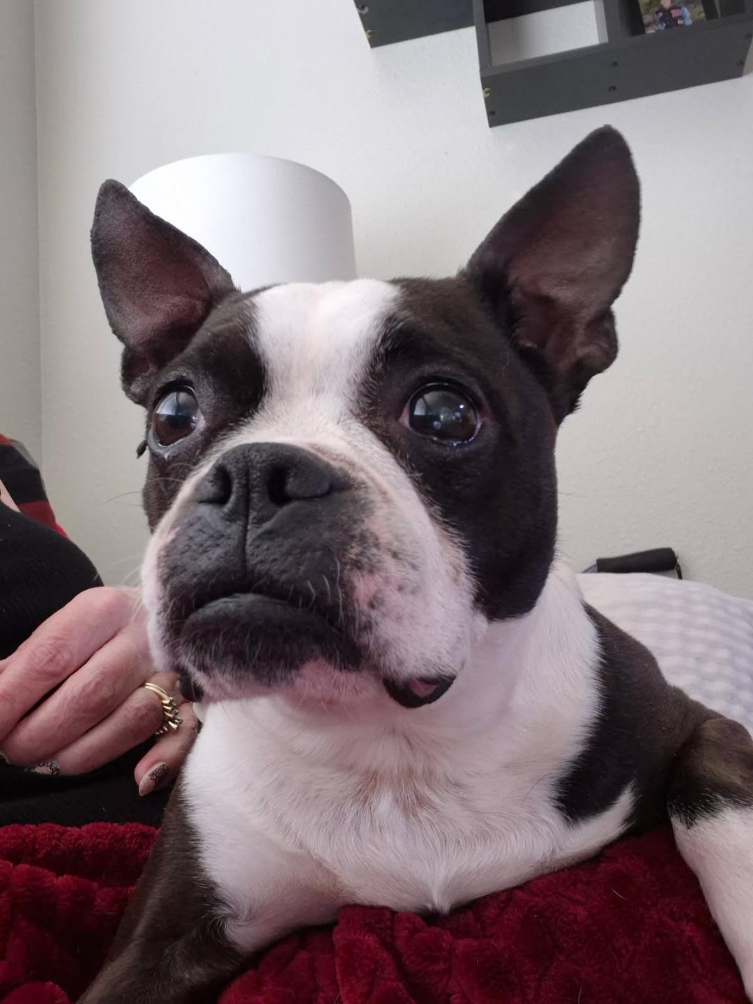 Daisy in CO, a ADOPTABLE Boston Terrier in Littleton, CO image 2/6