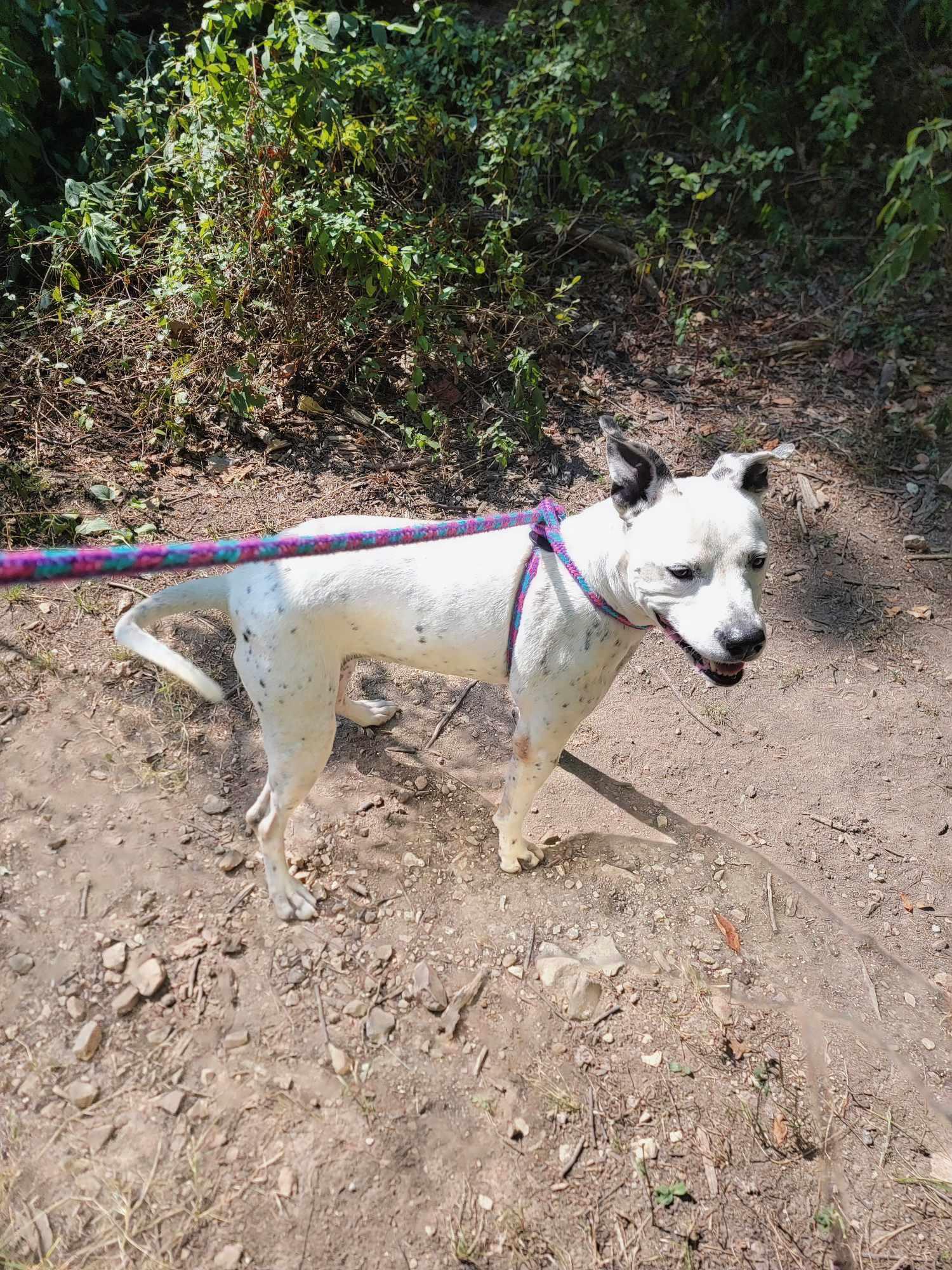 Chloe, adoptable, Adult Female Terrier.