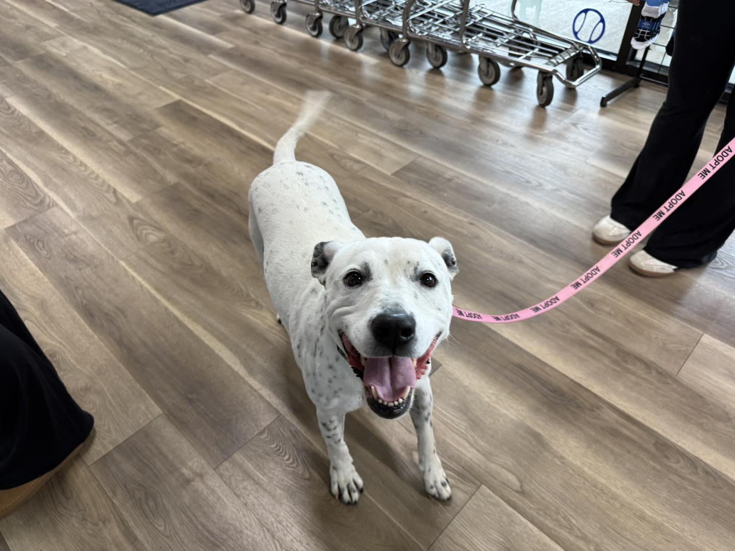 Enlarge Chloe, an adoptable mixed breed in Reeds Spring, MO image 1/5