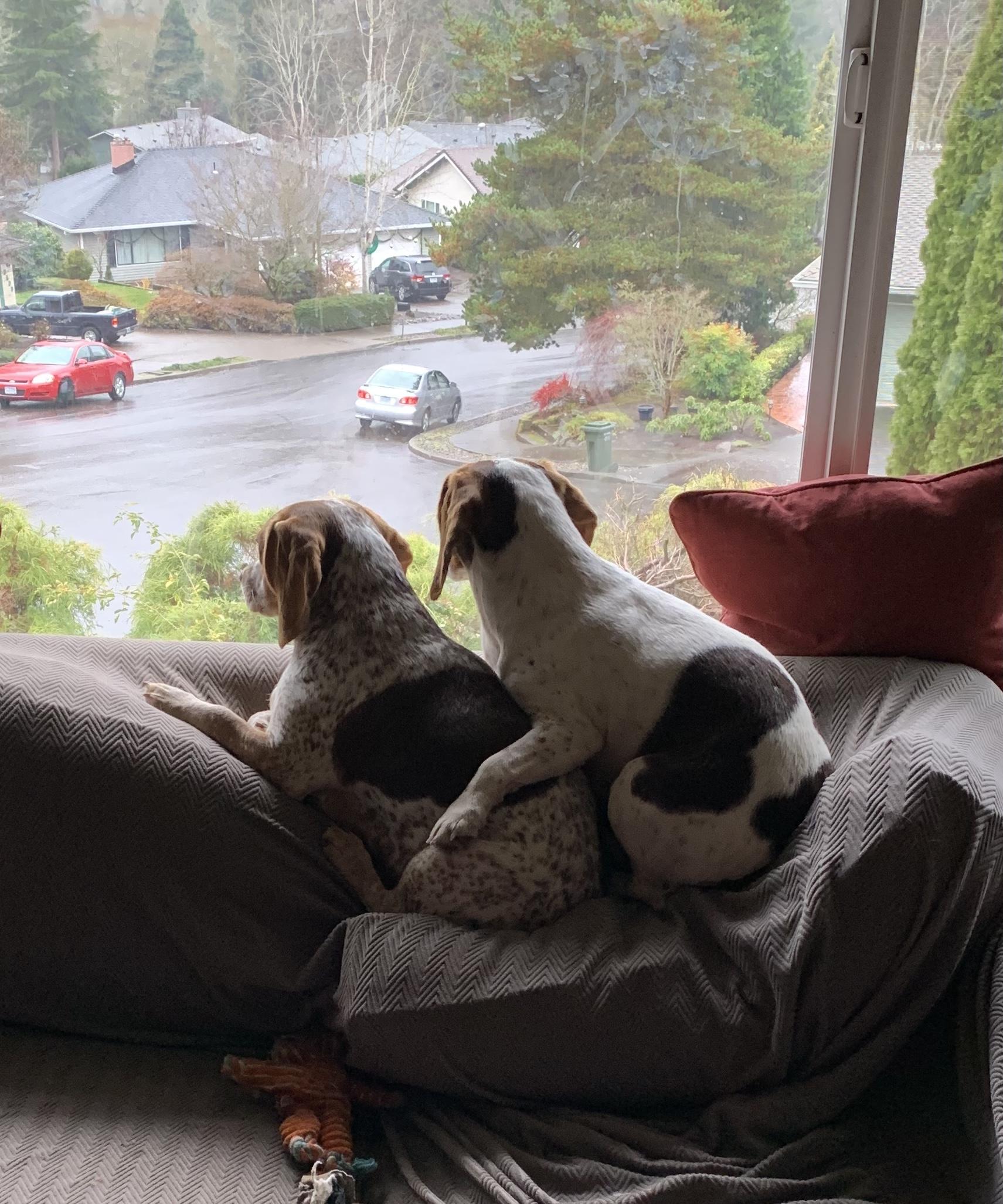 Enlarge Liza & Honeybee - BONDED PAIR, a ADOPTABLE Beagle in Portland, OR image 5/5