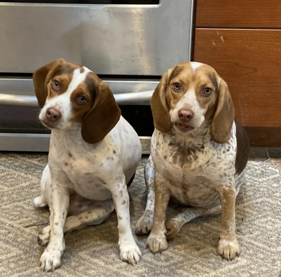 Enlarge Liza & Honeybee - BONDED PAIR, a ADOPTABLE Beagle in Portland, OR image 1/5