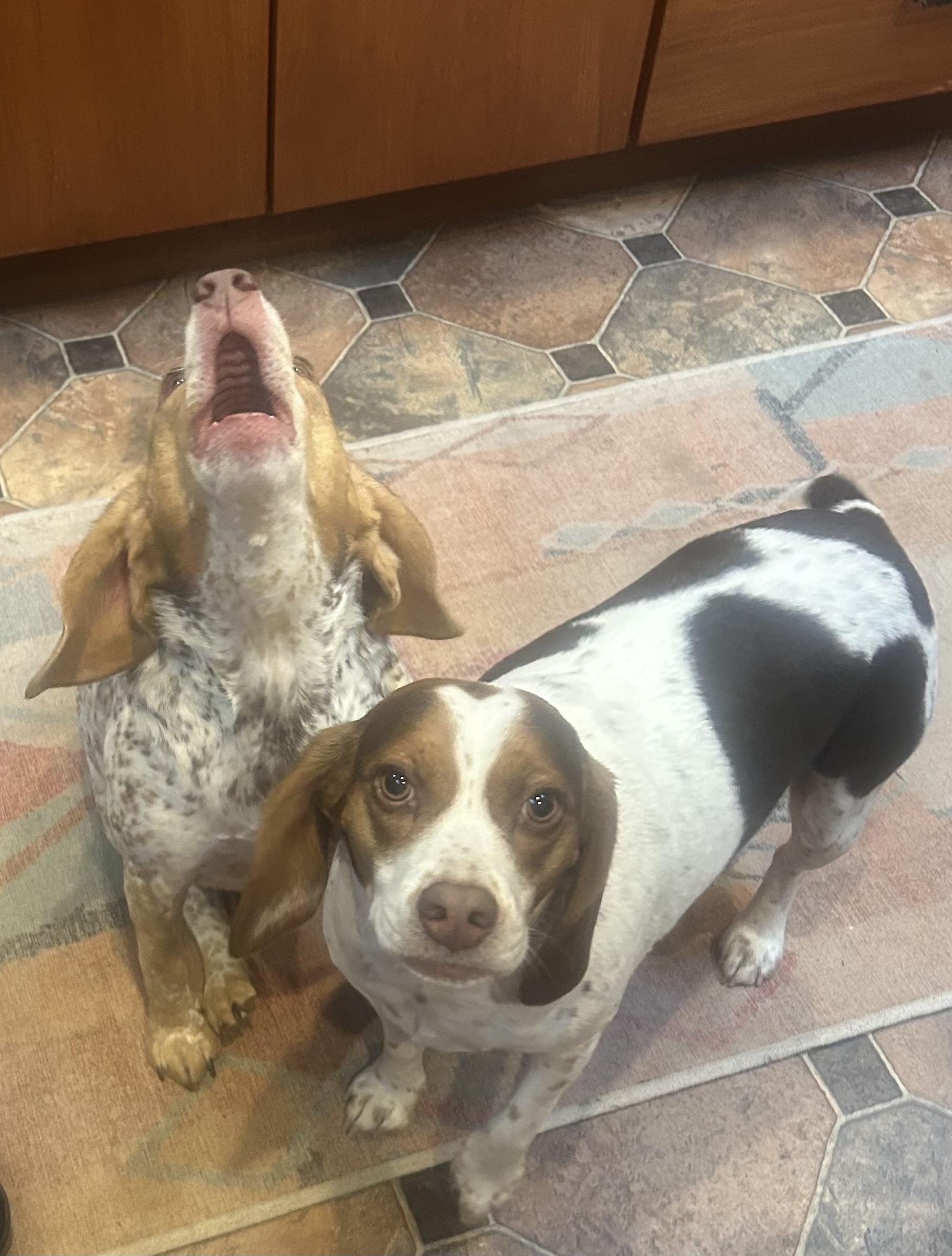 Enlarge Liza & Honeybee - BONDED PAIR, a ADOPTABLE Beagle in Portland, OR image 4/5