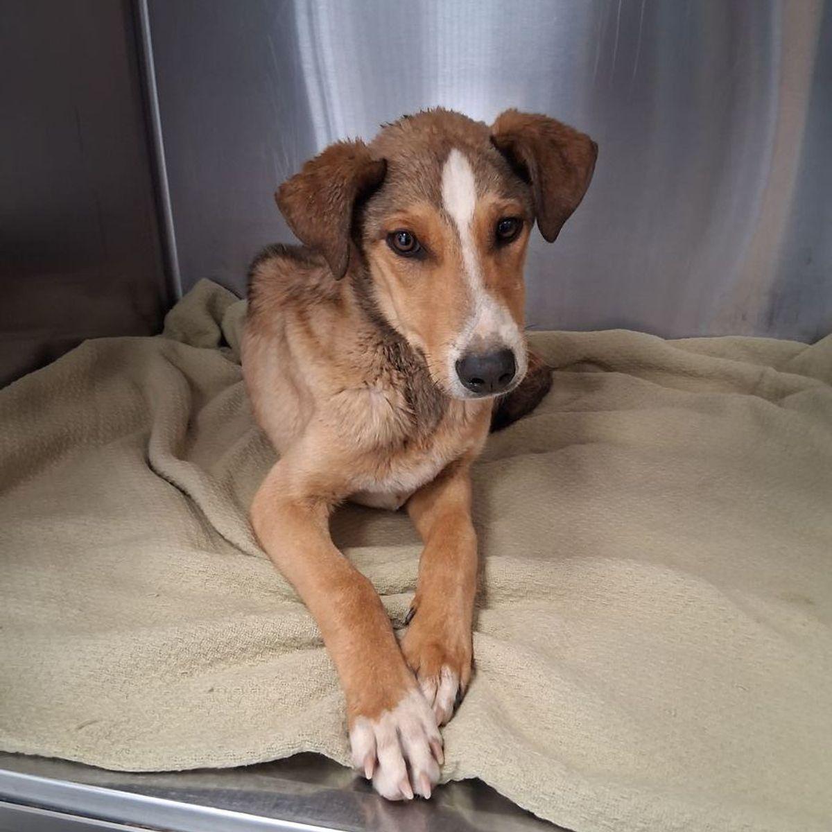 Giovanni, a Adoptable Hound in Kingman, AZ image 1/2