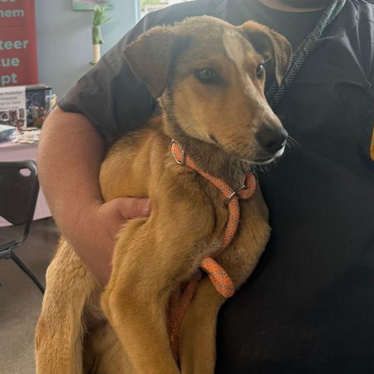 Giovanni, a Adoptable Hound in Kingman, AZ image 2/2
