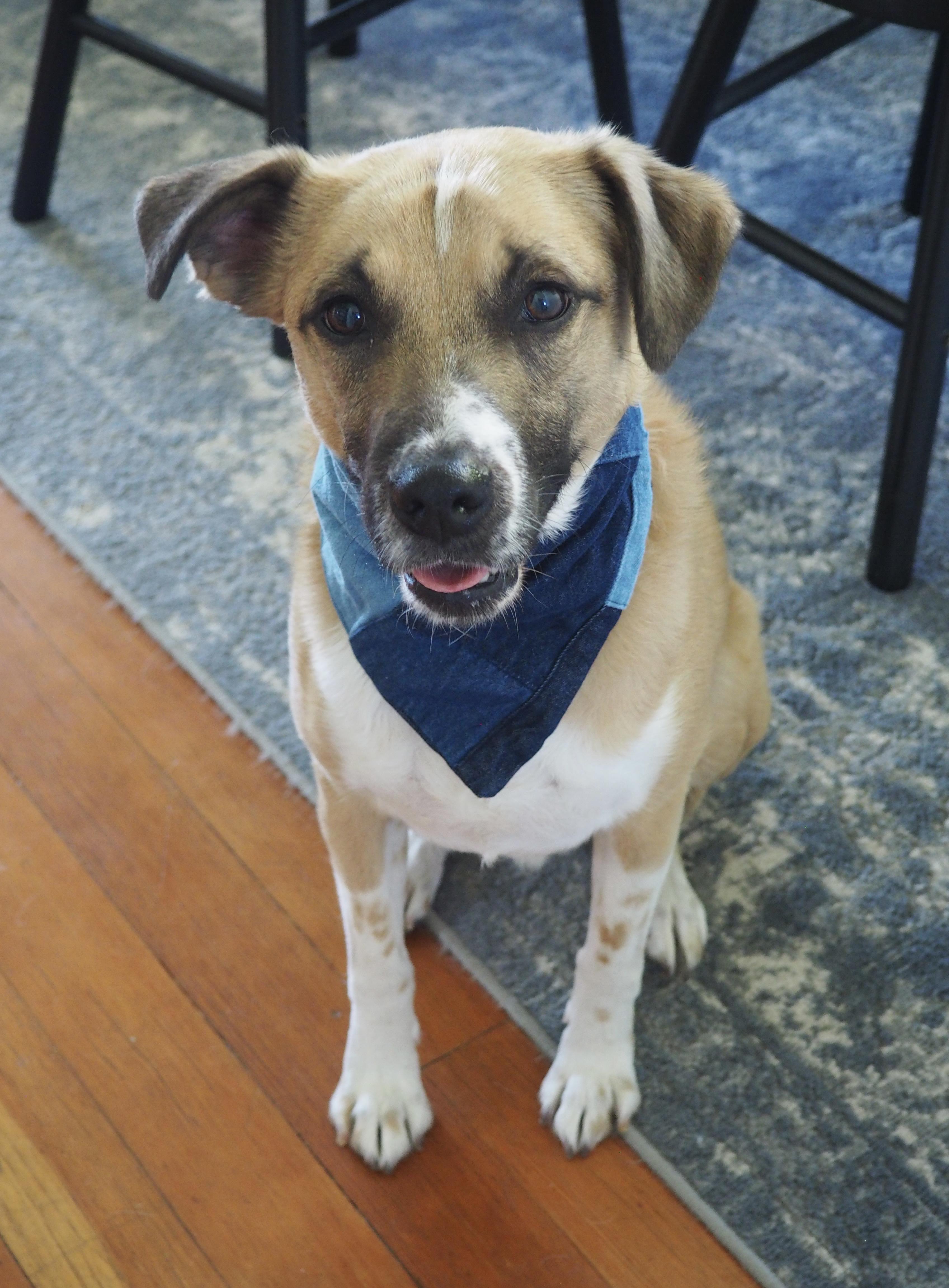 Enlarge RJ, a Adoptable mixed breed in lynnwood , WA image 5/6