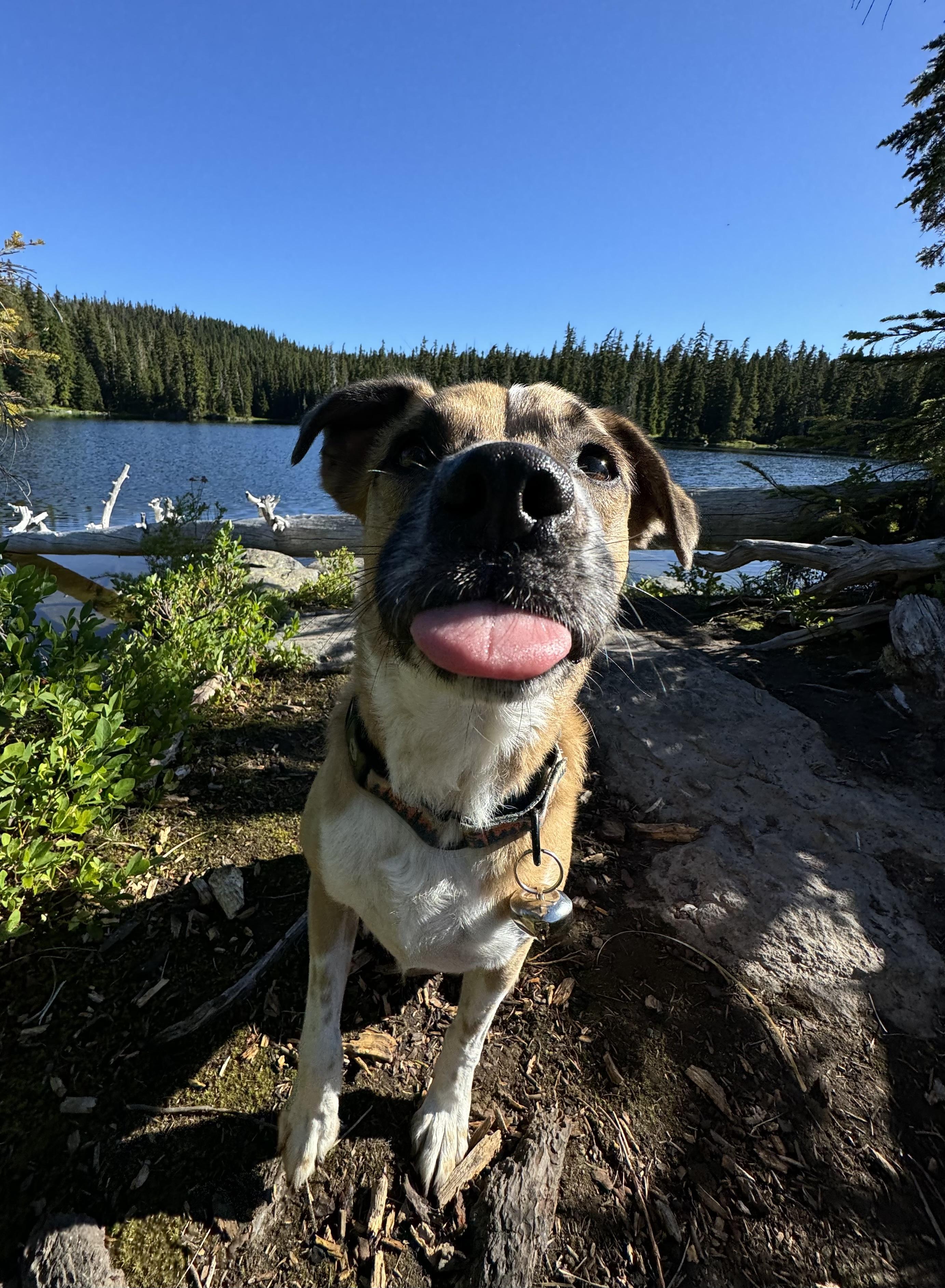 Enlarge RJ, a Adoptable mixed breed in lynnwood , WA image 3/6