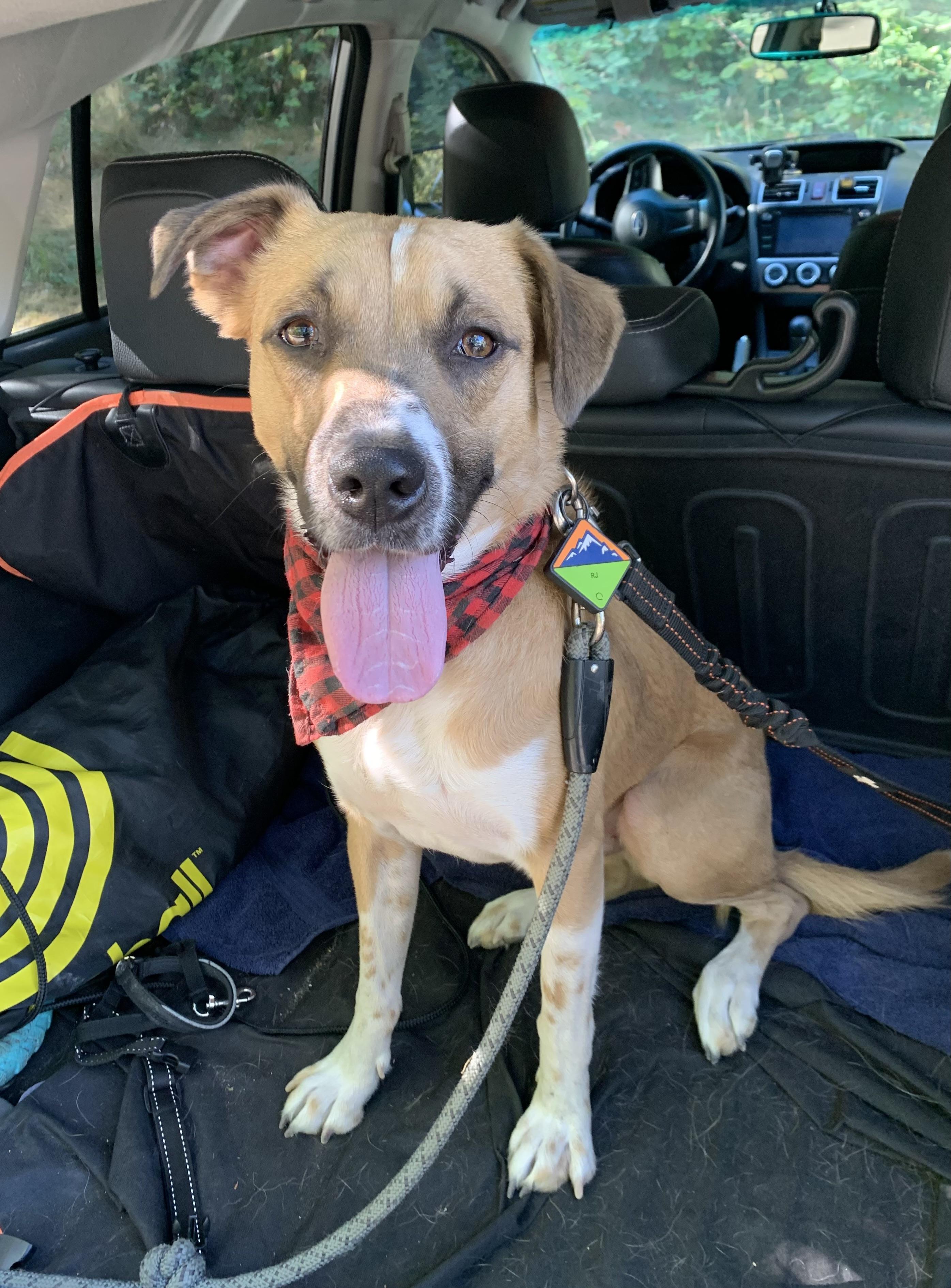 RJ, Adoptable, Adult Male Australian Cattle Dog / Blue Heeler & Pit Bull Terrier.