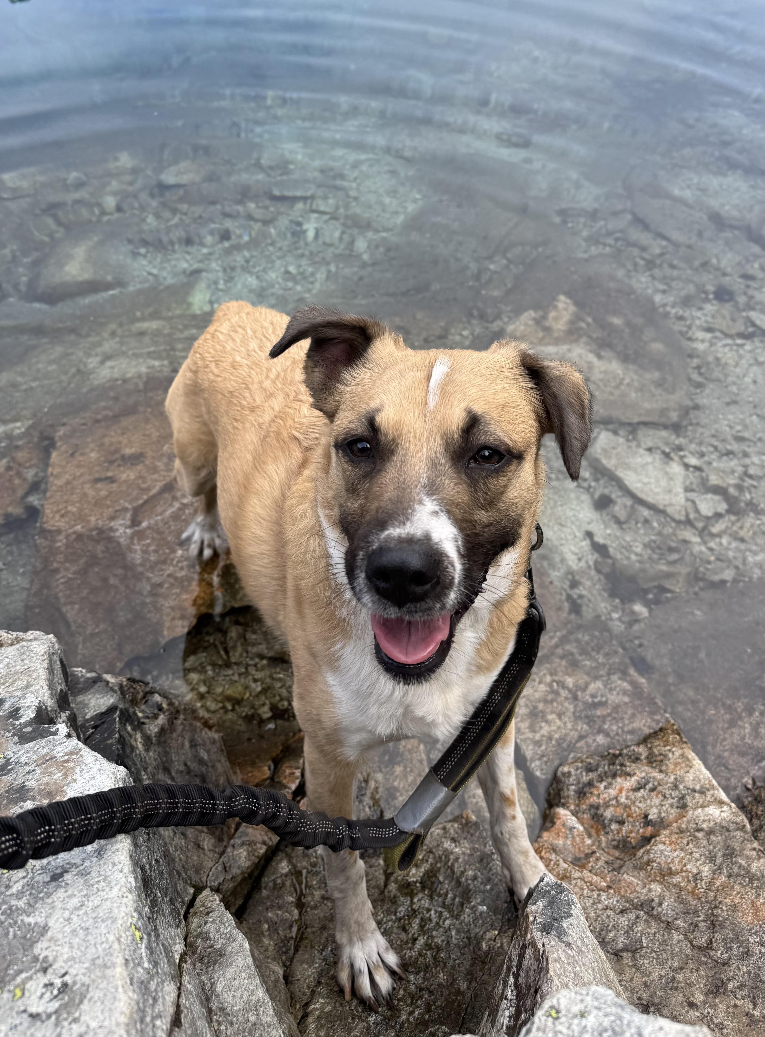 Enlarge RJ, a Adoptable mixed breed in lynnwood , WA image 6/6