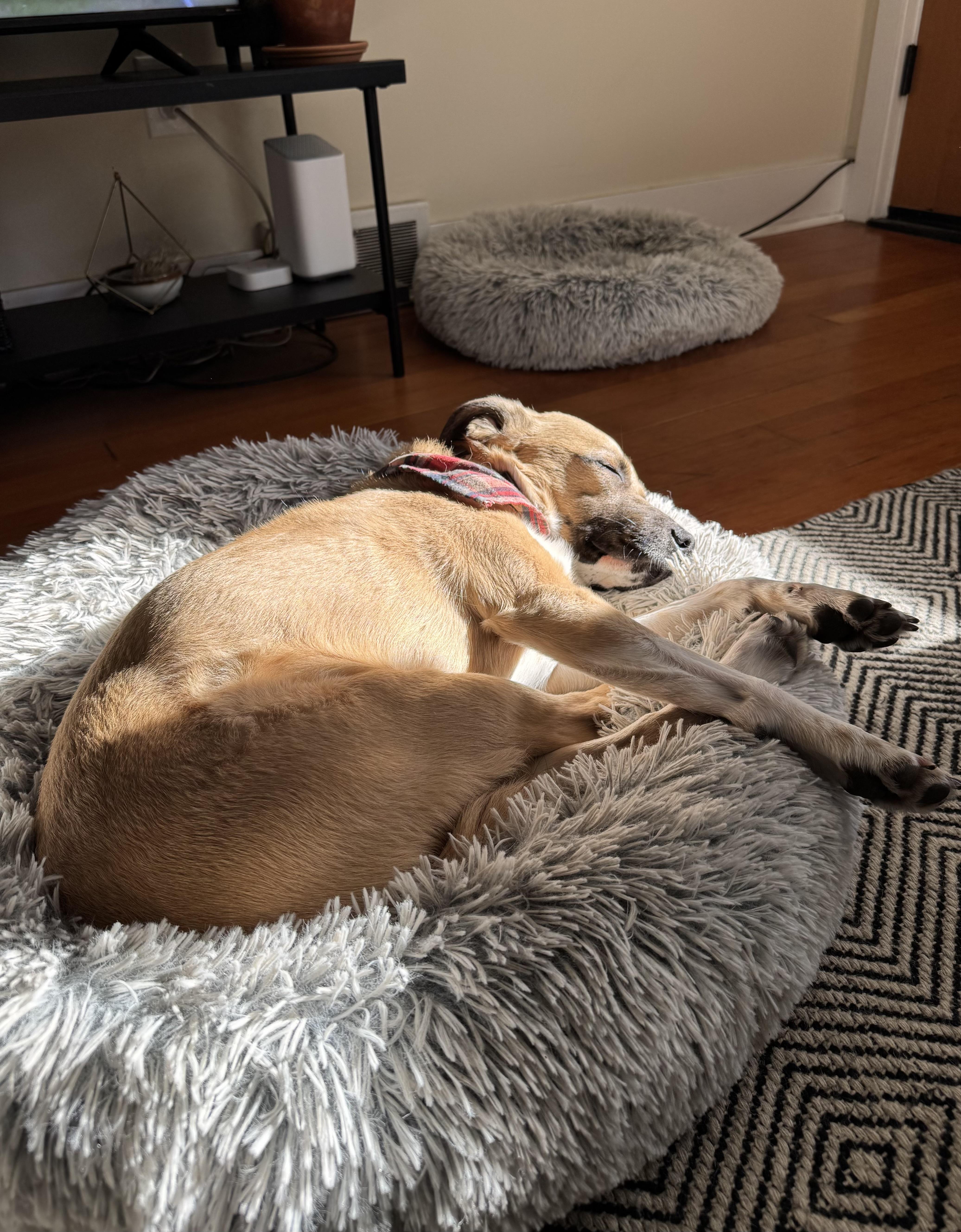 Enlarge RJ, a Adoptable mixed breed in lynnwood , WA image 2/6