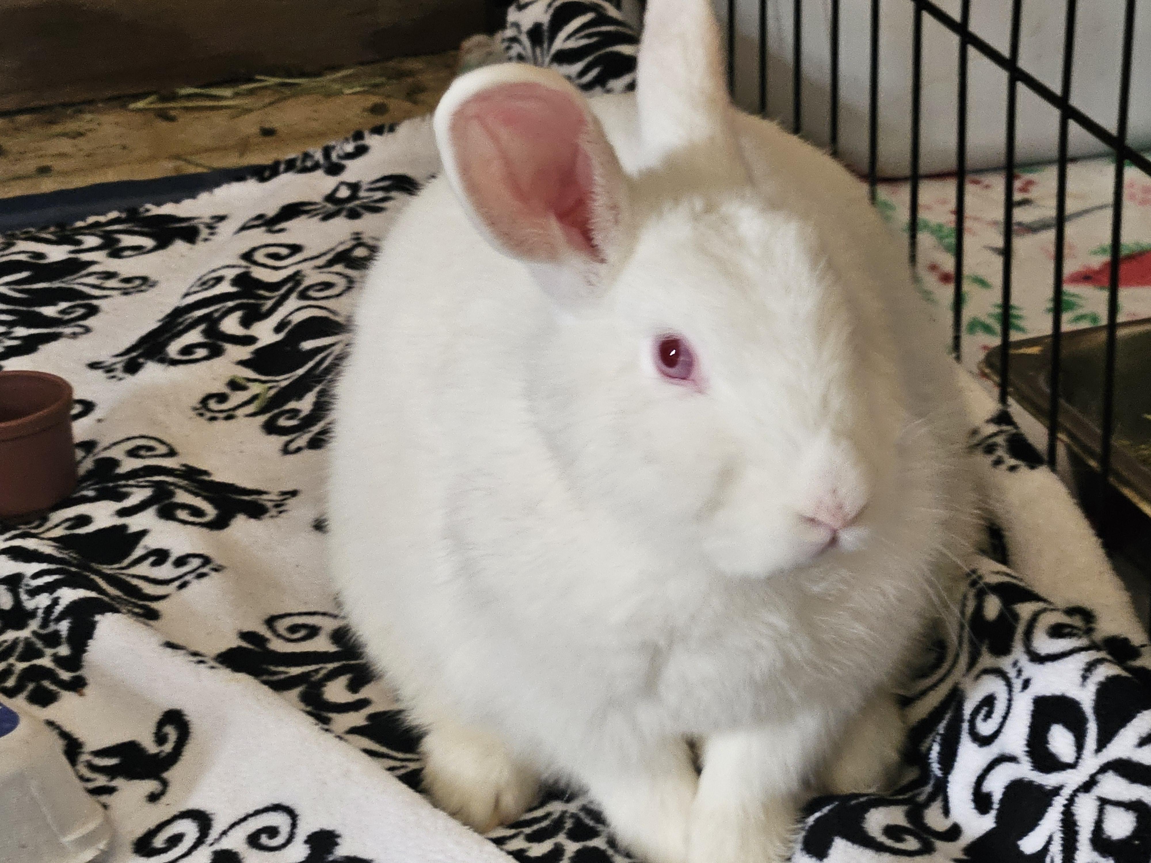 Enlarge Blizzard, a ADOPTABLE Bunny Rabbit in FOLEY, AL image 1/1