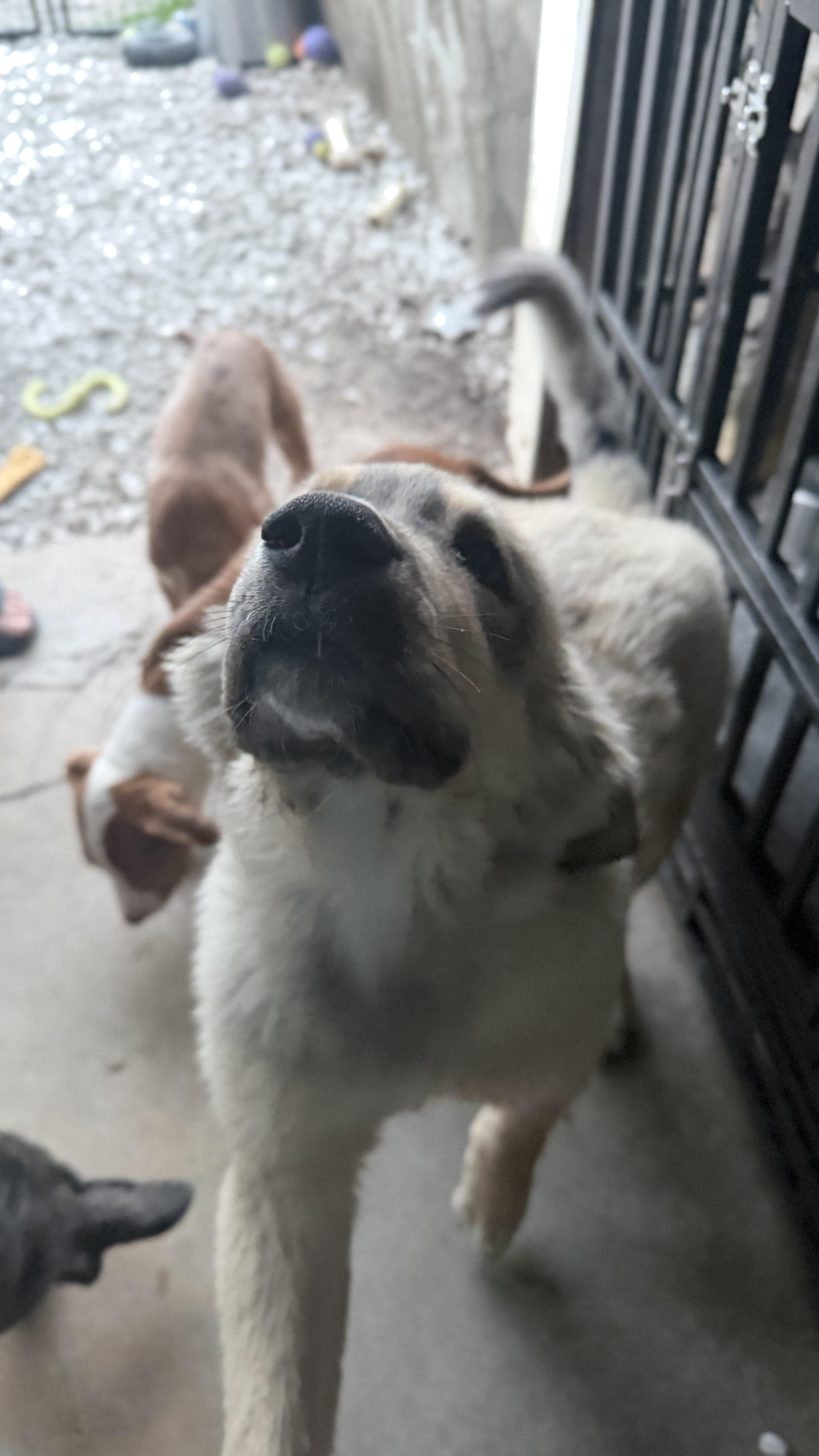 Bane, a ADOPTABLE mixed breed in Olathe, KS image 2/5