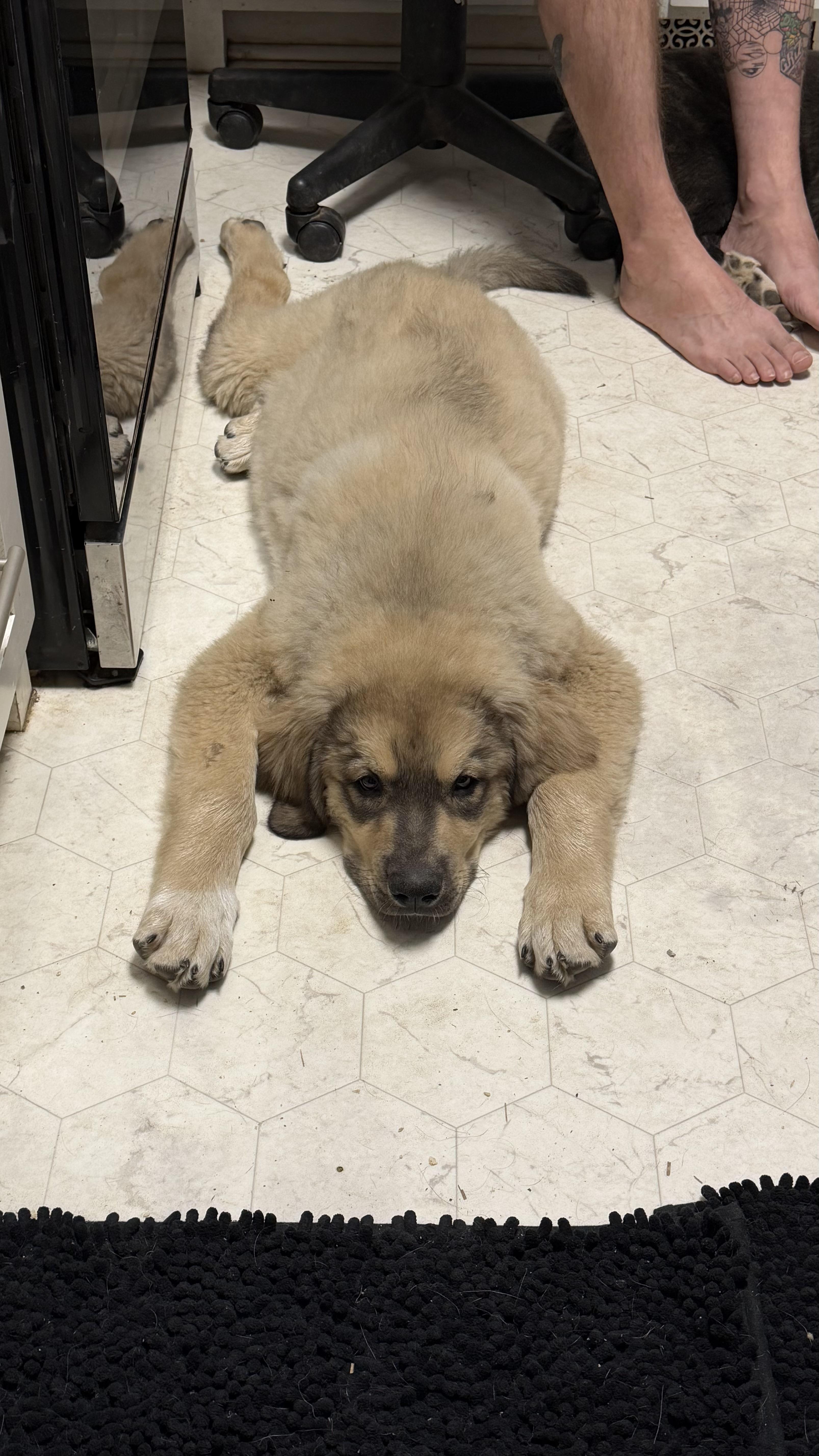 Bane, a ADOPTABLE mixed breed in Olathe, KS image 1/5
