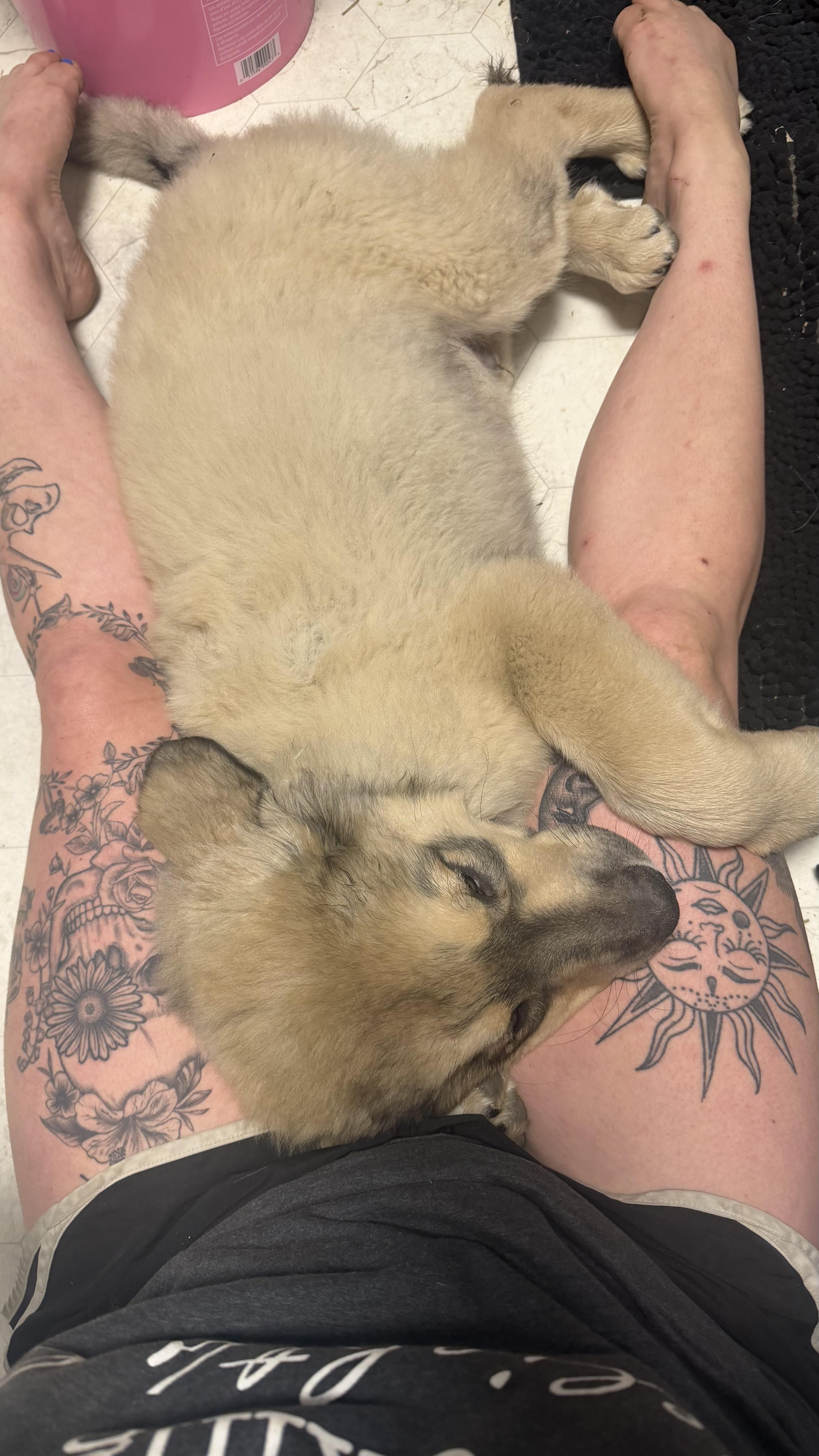 Bane, a ADOPTABLE mixed breed in Olathe, KS image 5/5