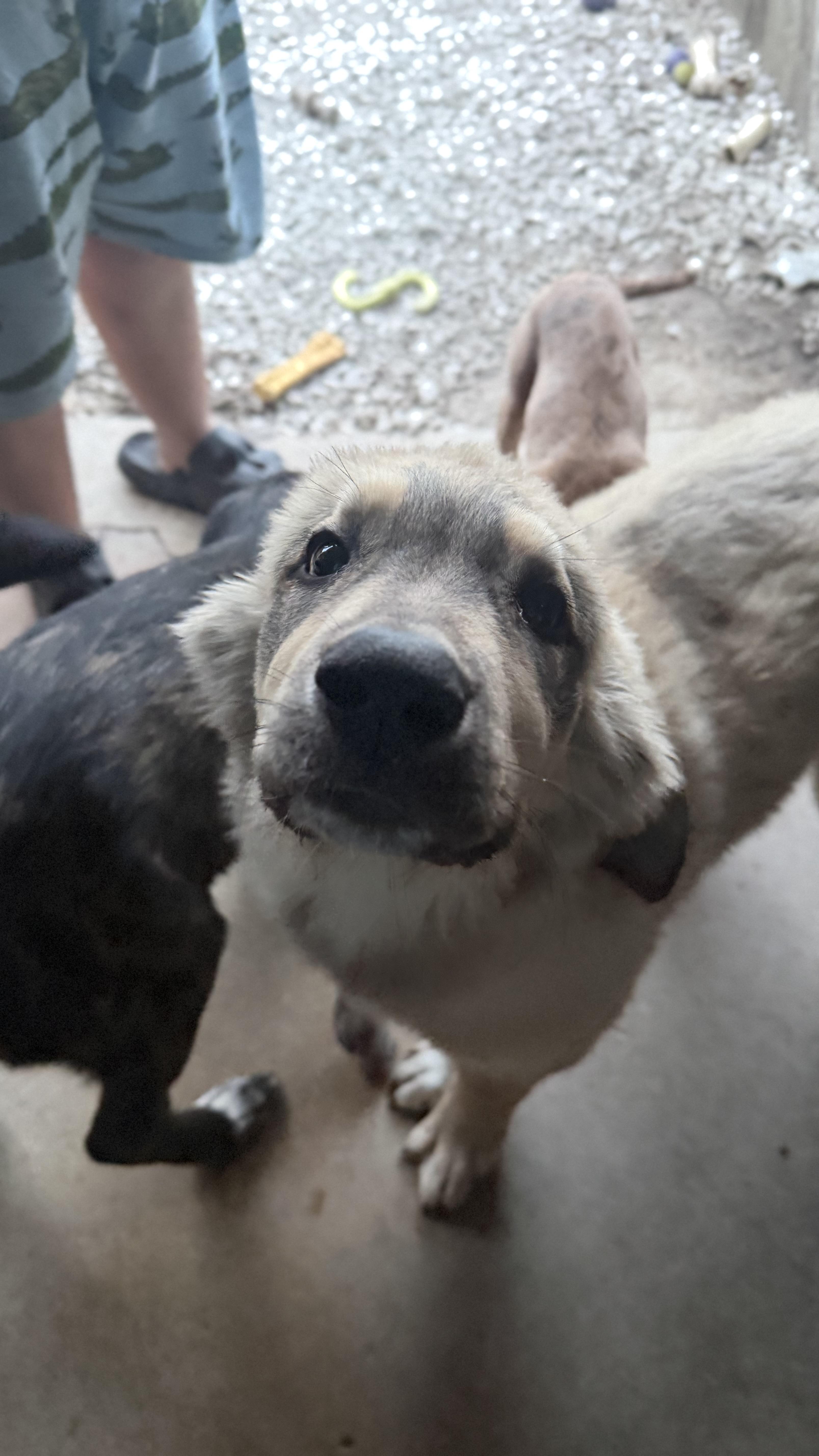 Bane, a ADOPTABLE mixed breed in Olathe, KS image 3/5