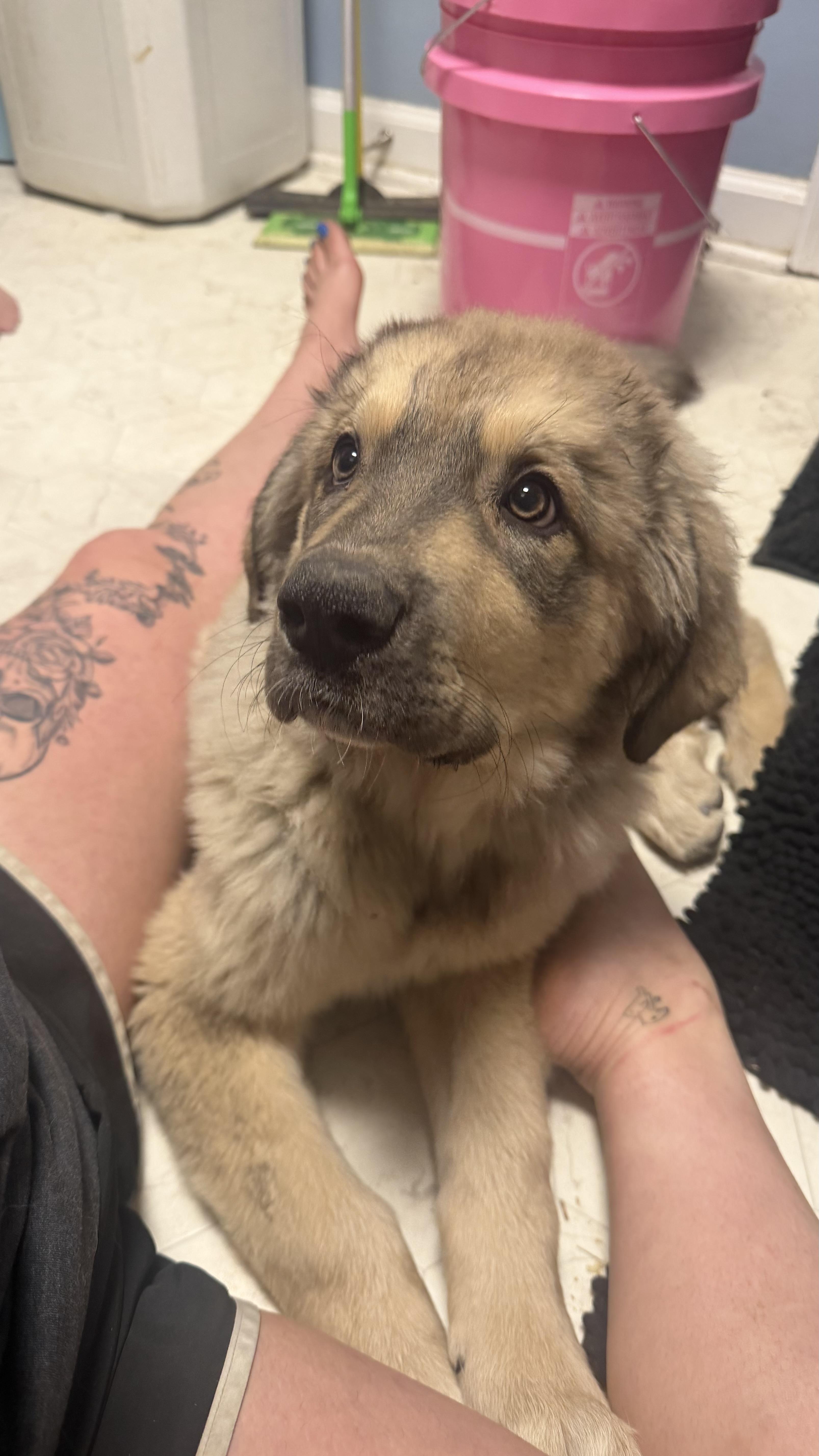 Bane, a ADOPTABLE mixed breed in Olathe, KS image 4/5
