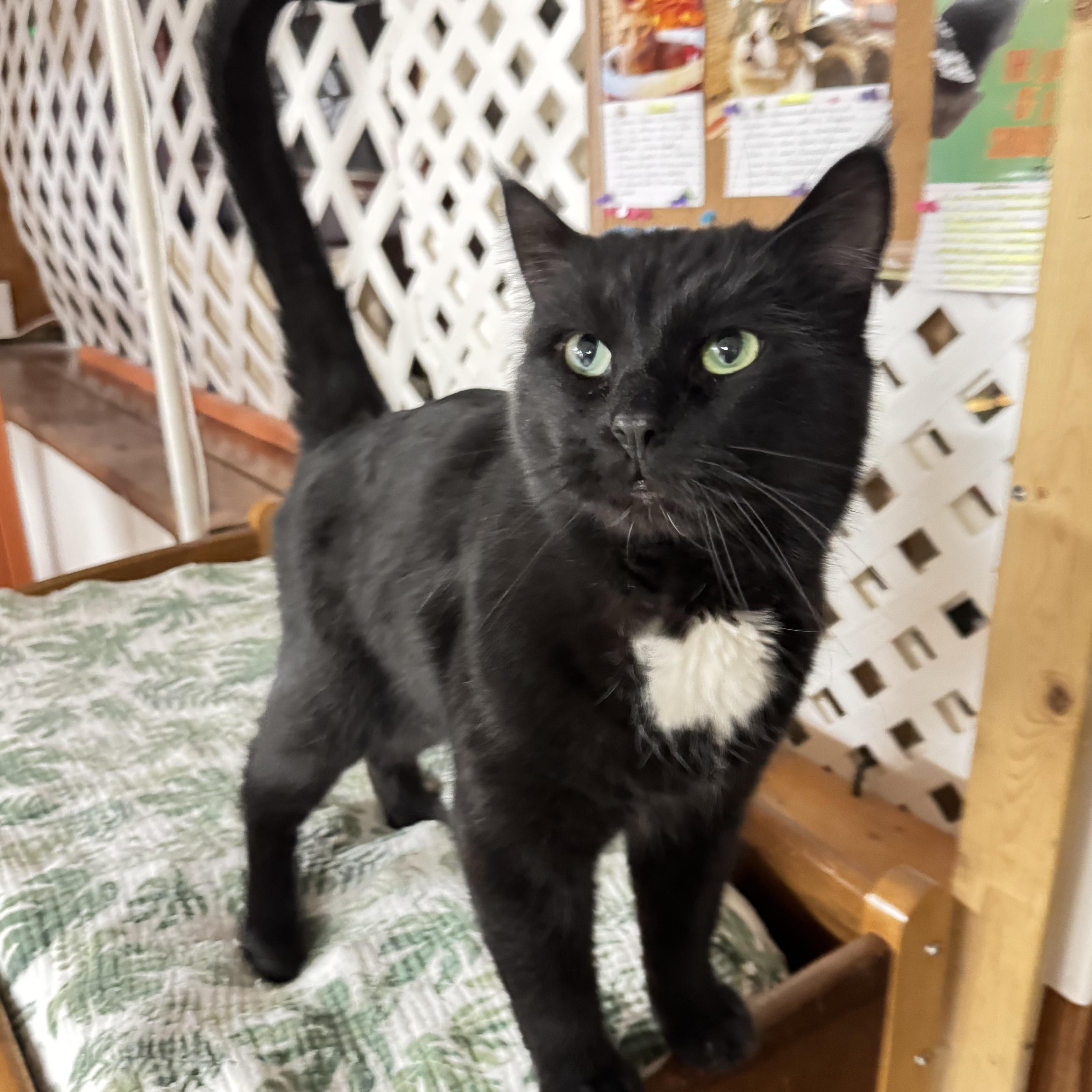 Enlarge Pepper, a ADOPTABLE Domestic Short Hair in Erie, PA image 2/2