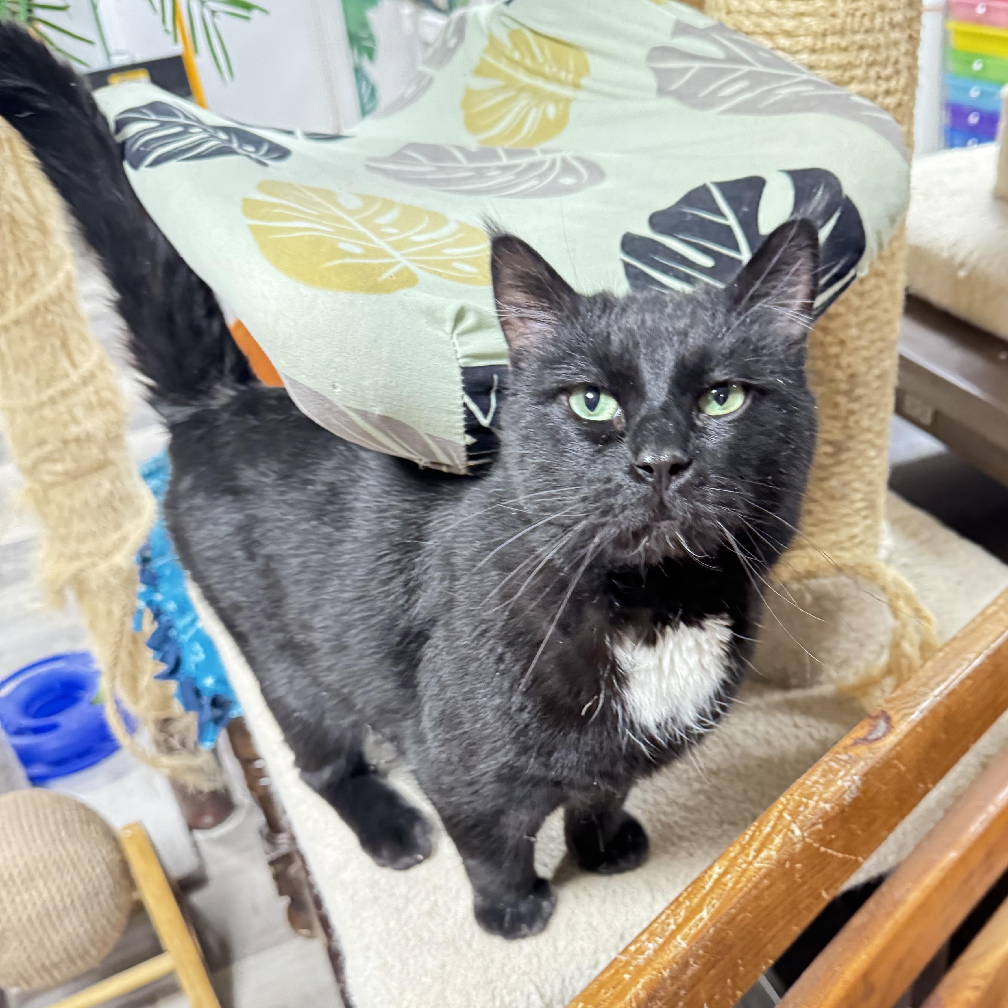 Enlarge Pepper, a ADOPTABLE Domestic Short Hair in Erie, PA image 1/2