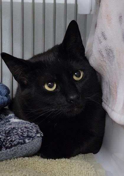 Midnight, Adoptable, Adult Male Domestic Short Hair & Domestic Short Hair.