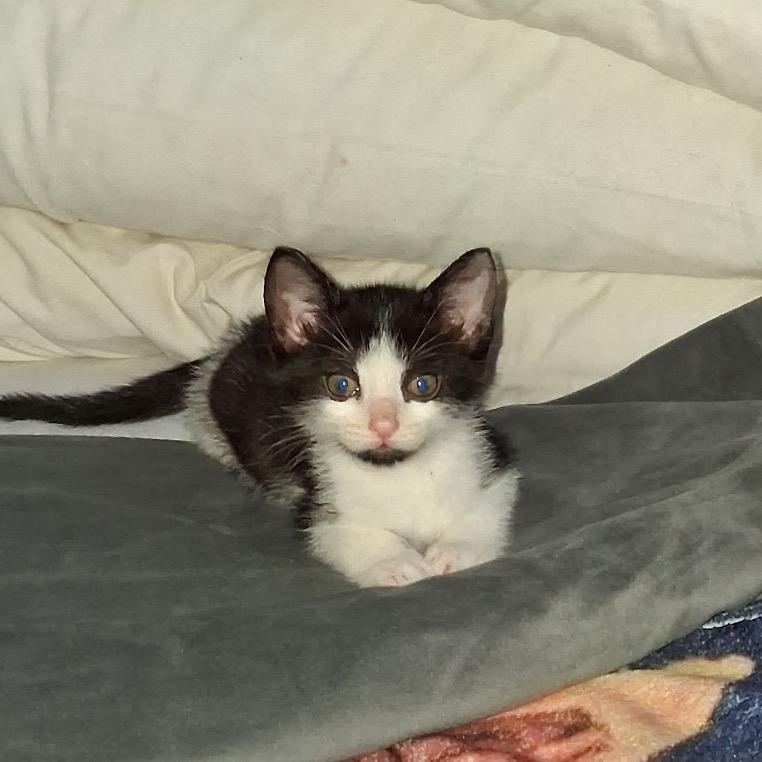 Mr Peepers, a Adoptable Domestic Short Hair in Bulverde, TX image 1/5