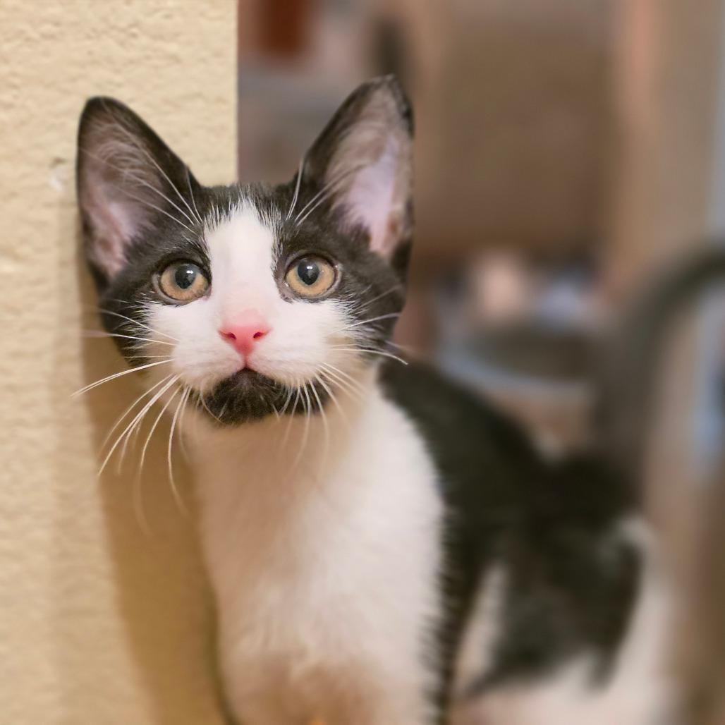 Mr Peepers, a Adoptable Domestic Short Hair in Bulverde, TX image 2/5
