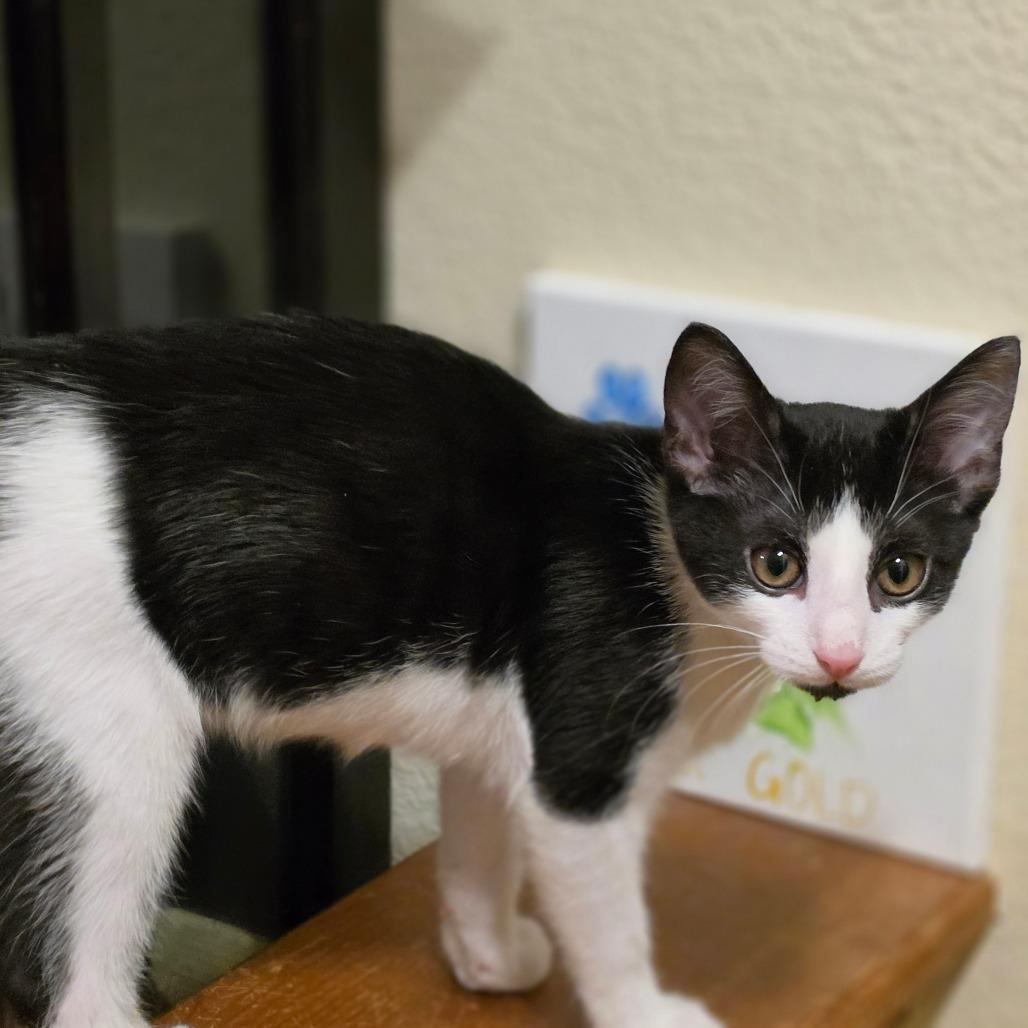 Mr Peepers, a Adoptable Domestic Short Hair in Bulverde, TX image 3/5