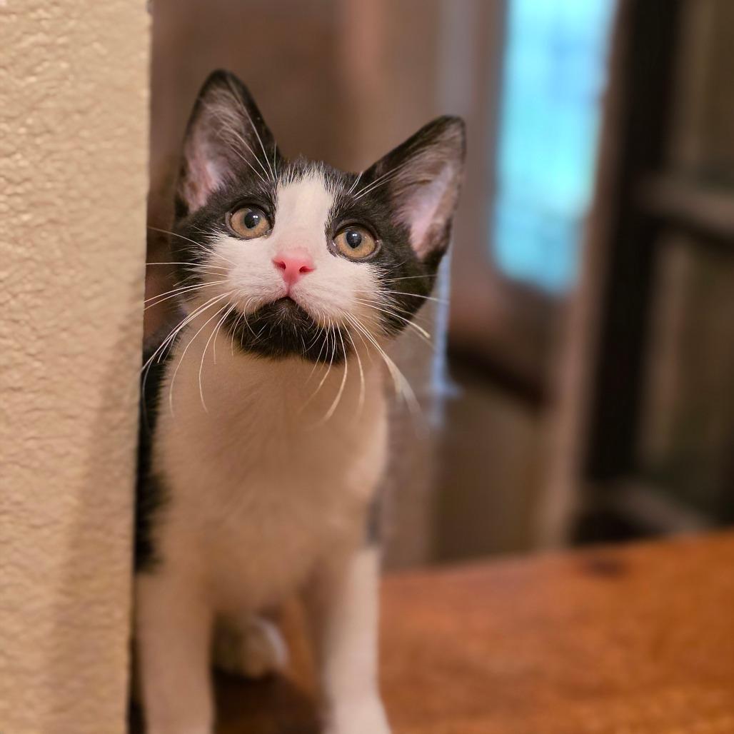 Mr Peepers, a Adoptable Domestic Short Hair in Bulverde, TX image 4/5