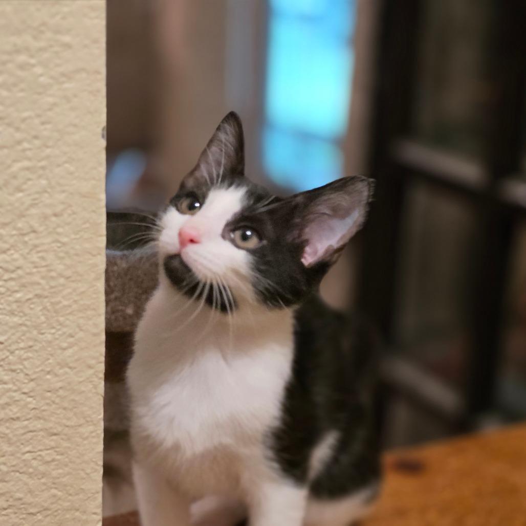Mr Peepers, a Adoptable Domestic Short Hair in Bulverde, TX image 5/5