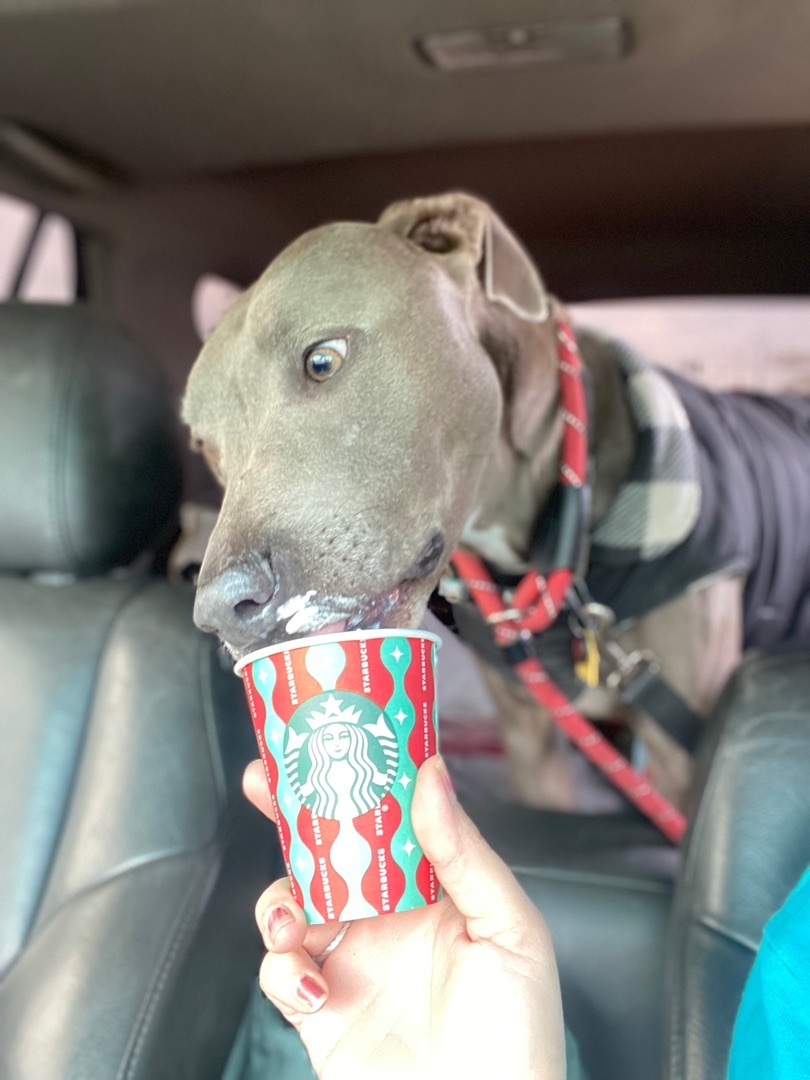 Thor, a Adoptable Blue Lacy in Claremont, CA image 1/6