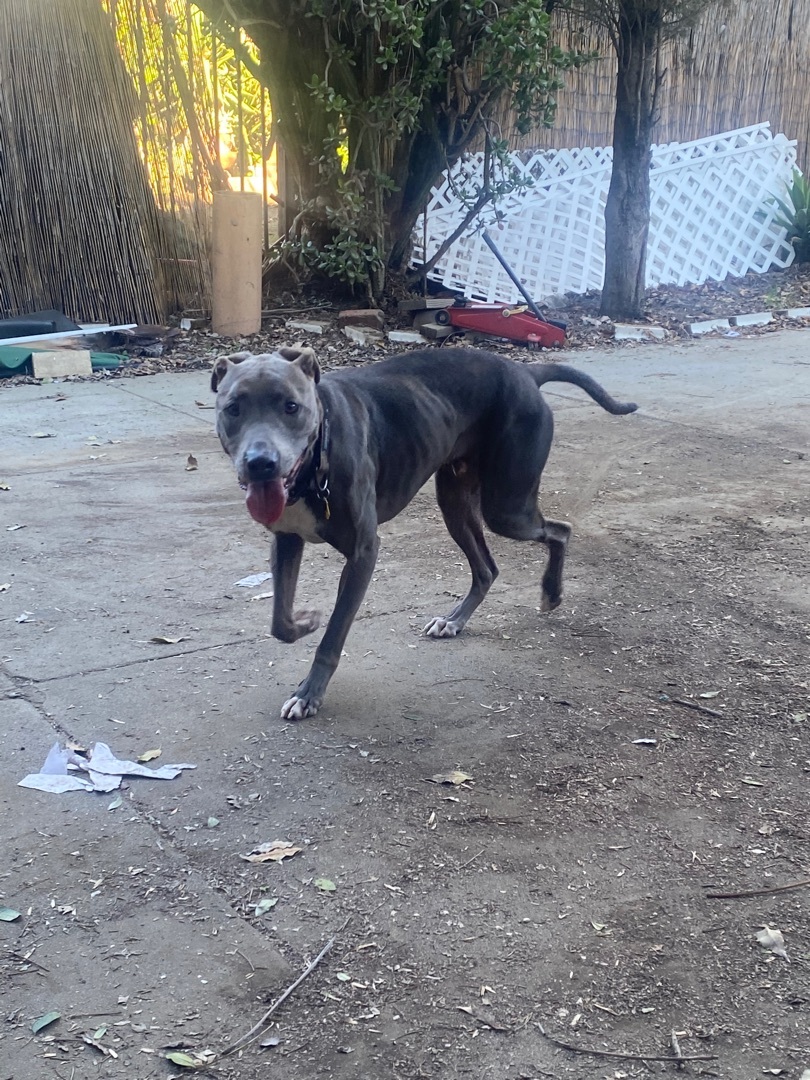 Thor, a Adoptable Blue Lacy in Claremont, CA image 2/6