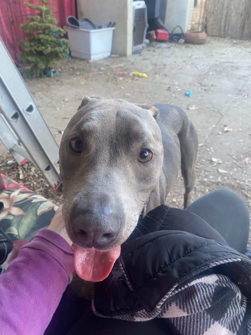 Thor, a Adoptable Blue Lacy in Claremont, CA image 3/6