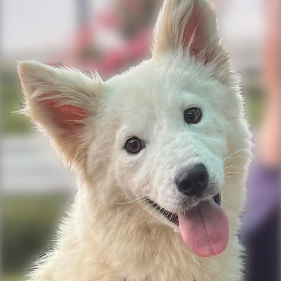 Enlarge Samantha (Sami), a Adopted mixed breed in Houston, TX image 2/6