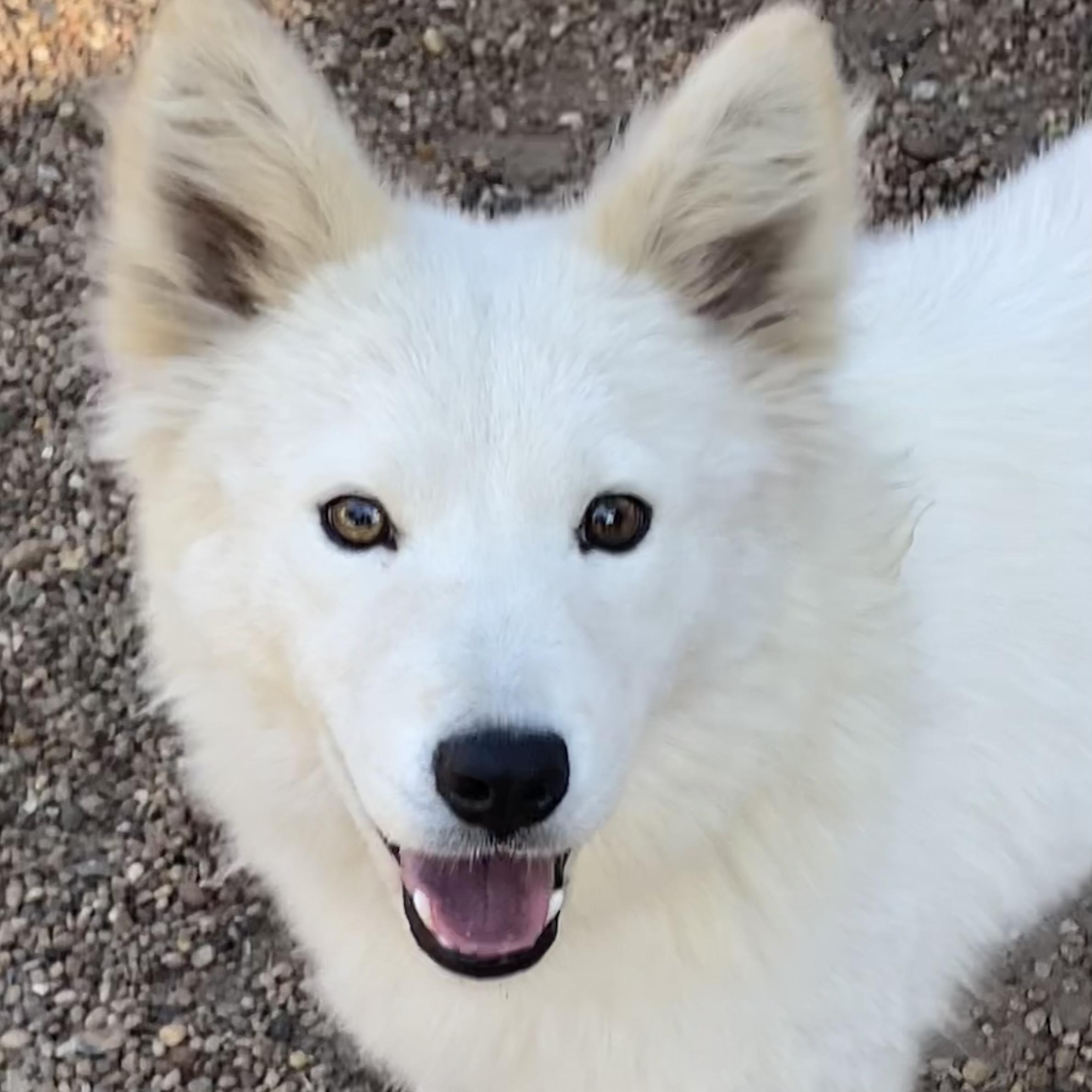 Samantha thumbnail 4